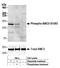Structural Maintenance Of Chromosomes 3 antibody, A304-637A, Bethyl Labs, Western Blot image 