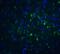 FOXP3 antibody, 7187, ProSci Inc, Immunofluorescence image 