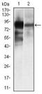 Alkaline Phosphatase, Placental antibody, orb137426, Biorbyt, Western Blot image 