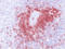 T cells antibody, BM4100B, Origene, Immunohistochemistry frozen image 