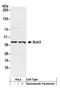 BUB3 Mitotic Checkpoint Protein antibody, A300-364A, Bethyl Labs, Western Blot image 