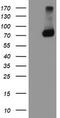 Putative endoplasmin-like protein antibody, TA504224S, Origene, Western Blot image 