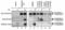 FA Complementation Group D2 antibody, PA3-16606, Invitrogen Antibodies, Western Blot image 
