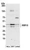 Ribosomal RNA Processing 15 Homolog antibody, A305-630A-M, Bethyl Labs, Western Blot image 