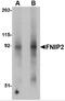 Folliculin-interacting protein 2 antibody, 5057, ProSci, Western Blot image 
