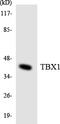 T-Box 1 antibody, EKC1632, Boster Biological Technology, Western Blot image 