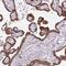 Dynactin Subunit 4 antibody, HPA038026, Atlas Antibodies, Immunohistochemistry paraffin image 