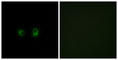 Olfactory Receptor Family 2 Subfamily AK Member 2 antibody, abx015364, Abbexa, Western Blot image 