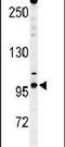 Nucleoporin 210 antibody, PA5-26961, Invitrogen Antibodies, Western Blot image 