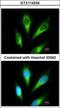 Lysosomal acid phosphatase antibody, GTX114234, GeneTex, Immunocytochemistry image 