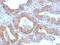 LHRHR antibody, orb386094, Biorbyt, Immunohistochemistry paraffin image 