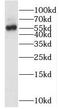 OMA1 Zinc Metallopeptidase antibody, FNab05991, FineTest, Western Blot image 