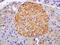 Glucagon-like peptide 1 receptor antibody, GTX17604, GeneTex, Immunohistochemistry paraffin image 