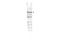 Cell division cycle protein 27 homolog antibody, A03905-2, Boster Biological Technology, Western Blot image 