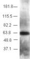 Transducin Beta Like 1 X-Linked Receptor 1 antibody, ab24550, Abcam, Western Blot image 