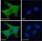 Dynactin Subunit 1 antibody, GTX11806, GeneTex, Immunofluorescence image 