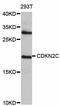 Cyclin Dependent Kinase Inhibitor 2C antibody, STJ23081, St John