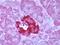 Free fatty acid receptor 1 antibody, TA317591, Origene, Immunohistochemistry paraffin image 