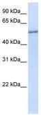 Eukaryotic Translation Initiation Factor 2 Subunit Gamma antibody, TA338992, Origene, Western Blot image 