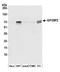 Imp2 antibody, A500-013A, Bethyl Labs, Western Blot image 