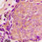 TIMP Metallopeptidase Inhibitor 4 antibody, LS-C352945, Lifespan Biosciences, Immunohistochemistry frozen image 