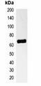 p65 antibody, orb323180, Biorbyt, Immunoprecipitation image 