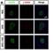 H2A Histone Family Member X antibody, NB100-74435, Novus Biologicals, Immunocytochemistry image 