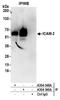 Intercellular Adhesion Molecule 2 antibody, A304-349A, Bethyl Labs, Immunoprecipitation image 