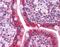 MAC2 antibody, ARP54688_P050, Aviva Systems Biology, Immunohistochemistry frozen image 