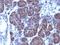 Golgi Glycoprotein 1 antibody, M07510, Boster Biological Technology, Immunohistochemistry paraffin image 