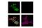 Heparin Binding Growth Factor antibody, 42105S, Cell Signaling Technology, Immunocytochemistry image 