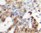 TNF-a antibody, PM1012A, Origene, Immunohistochemistry frozen image 