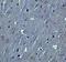 Hook Microtubule Tethering Protein 3 antibody, A07701, Boster Biological Technology, Immunohistochemistry paraffin image 