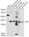 APAF1 Interacting Protein antibody, 22-700, ProSci, Western Blot image 