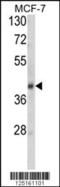 Serpin A9 antibody, 63-941, ProSci, Western Blot image 