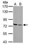 Heat Shock Protein Family A (Hsp70) Member 2 antibody, PA5-29083, Invitrogen Antibodies, Western Blot image 