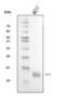 Trefoil Factor 1 antibody, A01391-4, Boster Biological Technology, Western Blot image 