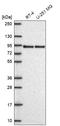 Low-density lipoprotein receptor-related protein 8 antibody, HPA073031, Atlas Antibodies, Western Blot image 