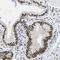 Nuclear Speckle Splicing Regulatory Protein 1 antibody, HPA015593, Atlas Antibodies, Immunohistochemistry frozen image 