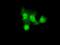 GLGB antibody, GTX84453, GeneTex, Immunofluorescence image 