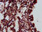 ELMO Domain Containing 3 antibody, LS-C672984, Lifespan Biosciences, Immunohistochemistry paraffin image 