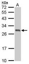 14-3-3 sigma antibody, PA5-27147, Invitrogen Antibodies, Western Blot image 