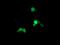 ADP Ribosylation Factor Like GTPase 5B antibody, MA5-25832, Invitrogen Antibodies, Immunocytochemistry image 