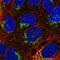 Neuropilin And Tolloid Like 1 antibody, NBP2-56508, Novus Biologicals, Immunofluorescence image 