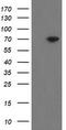 Mitochondrial Intermediate Peptidase antibody, LS-C175235, Lifespan Biosciences, Western Blot image 