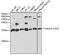 H2A Histone Family Member Z antibody, 22-352, ProSci, Western Blot image 