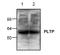 Phospholipid Transfer Protein antibody, AP00266PU-N, Origene, Western Blot image 