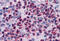 Arachidonate 5-Lipoxygenase Activating Protein antibody, MBS244334, MyBioSource, Immunohistochemistry frozen image 