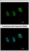 HAP3 antibody, NBP2-19534, Novus Biologicals, Immunofluorescence image 