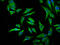  antibody, CSB-RA253477A0HU, Cusabio, Immunofluorescence image 